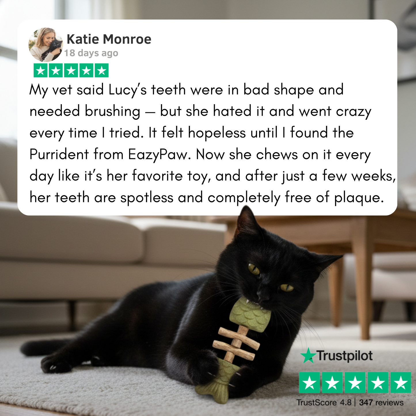 PurriDent - Fix Cat Dental Health!